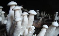 Fresh Milky Mushroom
