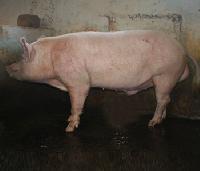 Large White Yorkshire Pigs