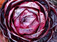 Red Cabbage