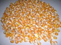 Maize Seeds