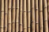 bamboo timber