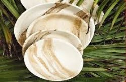 Areca Palm Plant