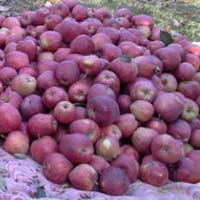 fresh kashmiri apples