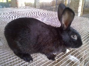 Breeders Rabbit