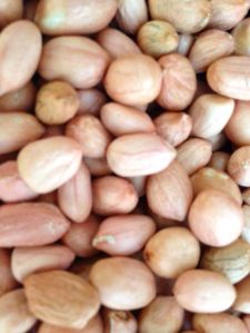 Groundnut