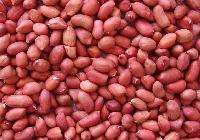 Groundnut Seed