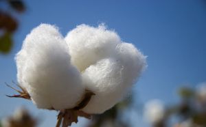 Raw Cotton Bale