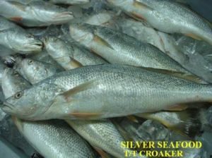 Frozen Croaker Fish