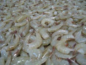 Frozen Headless Shrimps