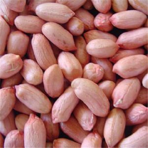 Groundnut Seed