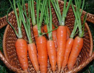 Carrots