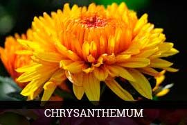 Fresh Chrysanthemum Flowers