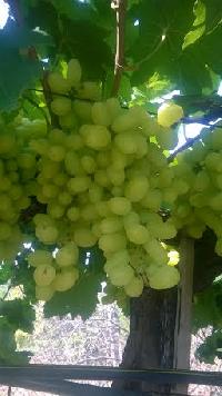 Fresh Green Grapes