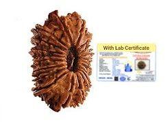 20 Mukhi Nepali Rudraksha