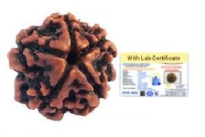 5 Mukhi Nepali Rudraksha