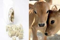 Cow Colostrum capsules