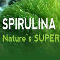 Pure Spirulina Capsules