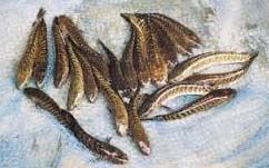 Murrel Fish Seeds