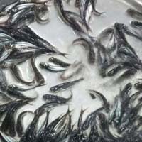 Pangasius Fish Seeds