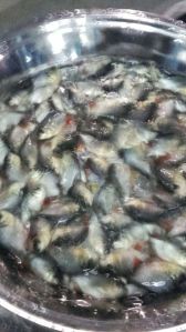 Rupchanda Fish Seeds