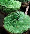 Fresh Betel Leaves