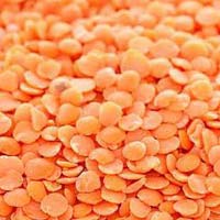 Red Lentil