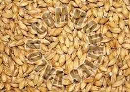 Barley Seeds