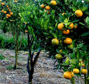 Lemon Plant