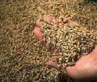 barley malt