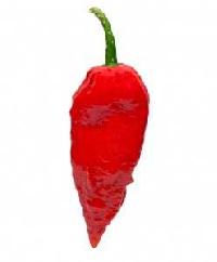 ghost pepper