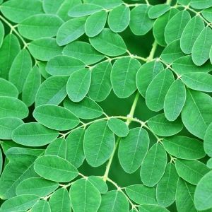 Moringa Leaves