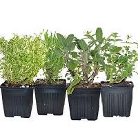 Live home grown herbal plants