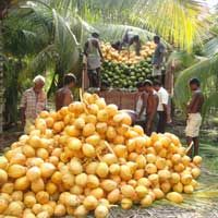 Tender Coconut