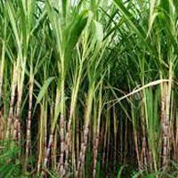 Fresh Sugar Cane