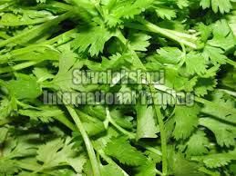 Fresh Coriander Leaves