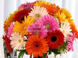 Fresh Gerbera Flower