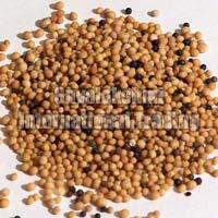 Mustard Seeds