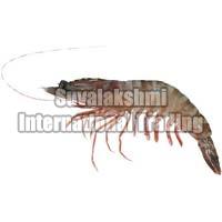 Tiger Prawns