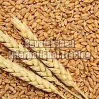 Wheat Seeds