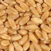 Wheat Seeds
