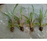 banana tissue culture plants