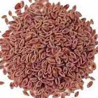 Psyllium Seeds