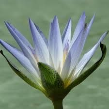 Blue lotus absolute