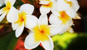 Frangipani Absolute Oil