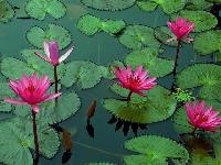 Lotus Water