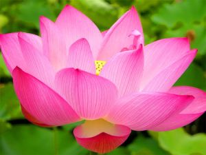 pink lotus absolute