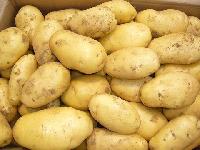 Cheap fresh potato