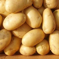 Fresh Farm Potatoes