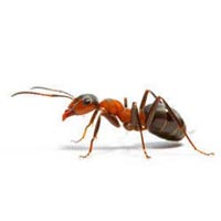 Ants Pest Control Services