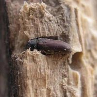 Wood Borer Pest Control Services